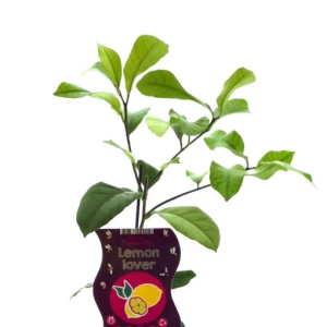 Citrus limon ‘Lemon Lover’