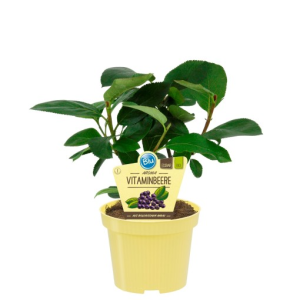 Aronia x prunifolia ‘Viking’