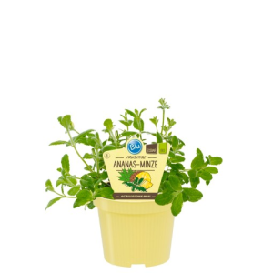 Mentha suaveolens