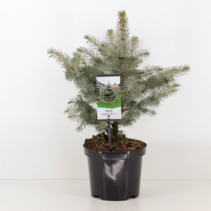 Picea pungens ‘Glauca’