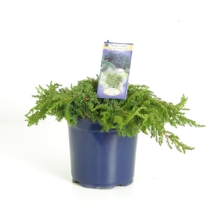 Juniperus communis ‘Green Carpet’
