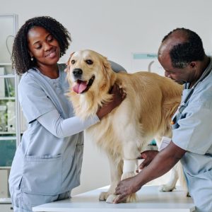 Prestation Vétérinaire – Soins d’Urgence