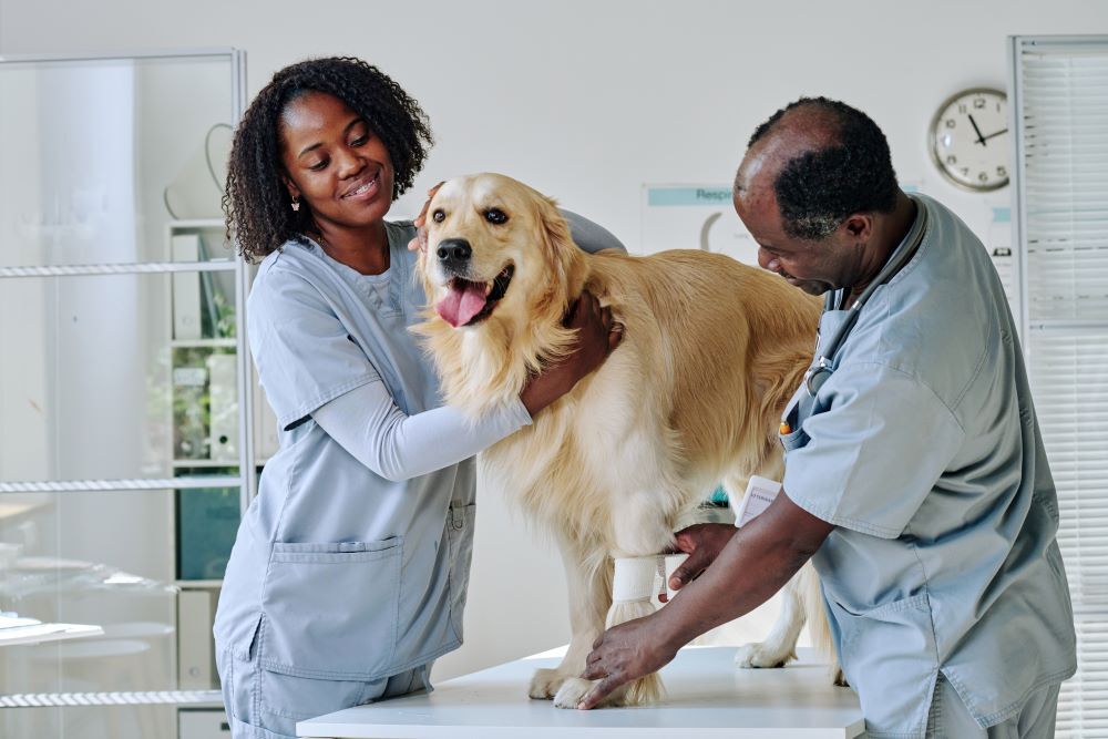 Prestation Vétérinaire – Vaccination & traitement