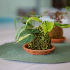 Découvrez l’art végétal japonais : le kokedama