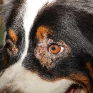 Conseil Veto N° 20250125 – formation de croûtes sèches sur les paupières supérieures du chien