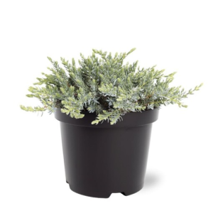 Juniperus communis saxatilis