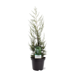 Juniperus chinensis ‘Keteleeri