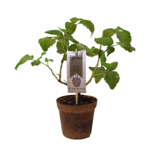 Rubus idaeus ‘Malling Promise