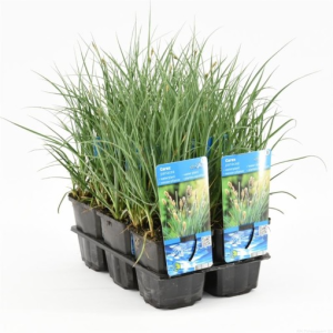 Carex panicea