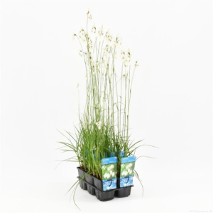 Eriophorum angustifolium