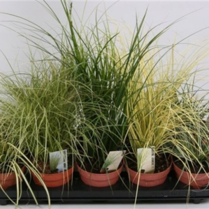 Carex MIX
