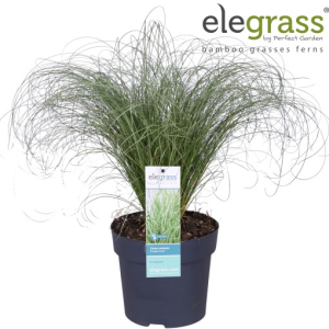 Carex comans ‘Frosted Curls