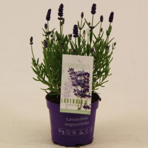 Lavandula angustifolia ‘Hidcote