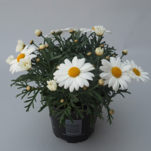Argyranthemum frutescens LA RITA WHITE