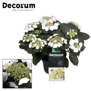 Hydrangea macrophylla ‘Benxi’