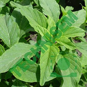 Semence Amarante Fotete