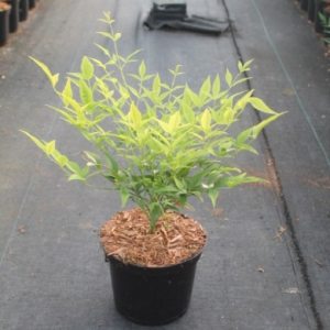 Nandina domestica LEMON & LIME