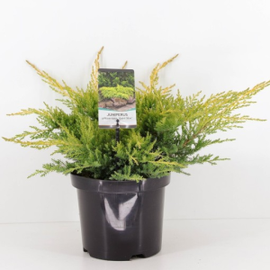 Juniperus x pfitzeriana ‘Gold Star’