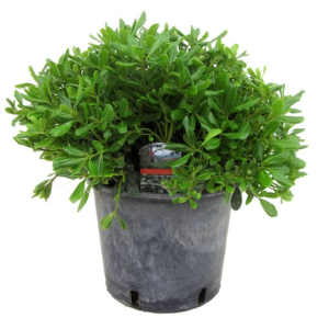 Pittosporum tobira ‘Nanum’